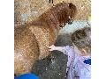 Kinder der KiTa erleben Projektwoche mit Ponys in Selbach