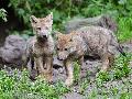 Wolf-Sonntag an der Westerw�lder Seenplatte informiert