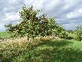 Streuobstwanderung bei Asbach: ANUAL e.V. zeigt alte Sorten und Lebensr�ume