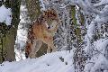 DNA-Abstriche bestätigen: Wölfe aus zwei verschiedenen Rudeln im Westerwald nachgewiesen