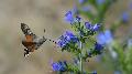 Naturschutz im Garten: Tipps zum Erhalt der Artenvielfalt