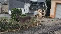 Damwild berfllt Grten in Caan