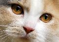 Katzenhilfe Neuwied feiert Jubil�um mit neuem Kalender