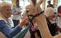 Alpakas bringen Freude ins DRK-Seniorenzentrum Altenkirchen