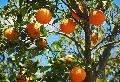 Faire Orangen aus Kalabrien: Ein Projekt gegen Ausbeutung