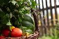 Tomatentage in Ingelbach - Ein Fest f�r alte Sorten