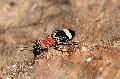 Kuhnhfen: Insektenvielfalt vor der Haustr entdecken