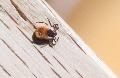 Zeckenalarm in Rheinland-Pfalz: Warum die milden Winter schuld sind