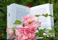 Literatur trifft Natur in Windeck: Lesung zwischen Blten und Bumen