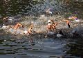 Triathlon-Ausfall in Hamm (Sieg): Waldschwimmbad-Schaden zwingt zur Absage
