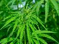 Grorazzia gegen Cannabis-Bande in Rheinland-Pfalz und Nachbarlndern
