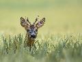 Hitze in Rheinland-Pfalz: Herausforderungen fr Wildtiere und Hilfsmglichkeiten