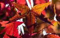 Herbstwetter in Rheinland-Pfalz: Milde Temperaturen kehren zurck
