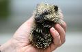 Junge Igel in Not - Rettungsstationen am Limit