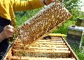 Gute Ernte fr Imker in Rheinland-Pfalz: Bienen liefern mehr Honig