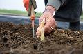 Spargelernte in Rheinland-Pfalz beginnt - Steigende Preise erwartet