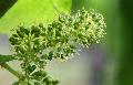 Fr�he Weinbl�te in Rheinland-Pfalz k�ndigt Lesestart im August an