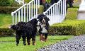 Hundebiss in der S�dwestpfalz: Welche Regeln gelten f�r Halter in Rheinland-Pfalz?