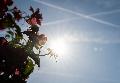 R�ckgang der Ozonwerte trotz Hitze in Rheinland-Pfalz
