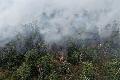 Waldbr�nde in Rheinland-Pfalz: Herausforderungen und L�sungsans�tze