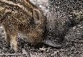 Trockenheit setzt Wildtieren in Rheinland-Pfalz zu - Auswirkungen auf die Jagd
