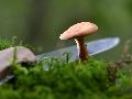 Regen als letzte Hoffnung: Pilzsaison in Rheinland-Pfalz ungewiss