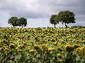 Wolkendecke �ber Rheinland-Pfalz: Sommerliche Temperaturen ohne viel Sonnenschein