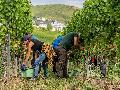 Optimales Wetter f�r die Weinlese in Rheinland-Pfalz - Rotweine als Gewinner des Jahrgangs