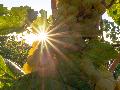 Sommerliches Finale: Rheinland-Pfalz erwartet Temperaturen bis 30 Grad