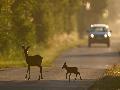 Wildwechsel-Gefahr im Herbst: Worauf Autofahrer in Rheinland-Pfalz achten sollten