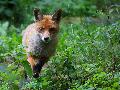 Fuchsbandwurm in Rheinland-Pfalz: Wie gro� ist die Gefahr im Wald?