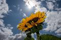 Heiteres Wetter in Rheinland-Pfalz: Angenehme Temperaturen erwartet
