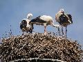 R�ckkehr der St�rche in Rheinland-Pfalz verz�gert sich - Ursachen unklar