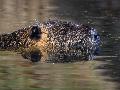 Invasion der Nutrias: Rheinland-Pfalz meldet neuen Jagdrekord