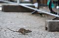 Ratten in Rheinland-Pfalz: Gefahr durch ungebetene Gste