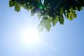 Hochsommerliches Wetter in Rheinland-Pfalz: Temperaturen steigen weiter an