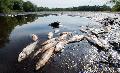 Gefahr f�r Fische in Rheinland-Pfalz: Niedrigwasser bedroht �kosysteme