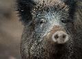 Aggressives Wildschwein sorgt fr Aufregung in Unkel