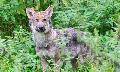 W�lfe in Rheinland-Pfalz: Sechstes Rudel entdeckt
