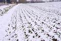 Optimistische Aussichten f�r Landwirte in Rheinland-Pfalz nach Regen und Schnee