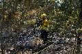 Waldbr�nde auf �ber 40 Hektar in Rheinland-Pfalz
