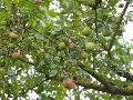Hitze und Trockenheit: Obsternte in Rheinland-Pfalz stark beeintr�chtigt