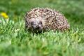 Gef�hrliche Gartenhelfer: M�hroboter bedrohen Igel in Rheinland-Pfalz