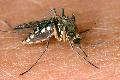 Erster Nachweis des West-Nil-Virus in Rheinland-Pfalz sorgt f�r Aufmerksamkeit