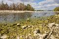 Niedrigwasser in Rheinland-Pfalz: Bedrohung f�r Flusslebewesen