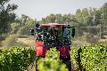 Fr�heste Weinlese in Rheinland-Pfalz: Winzer brechen Urlaub ab