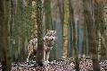 Neues Jagdrecht in Rheinland-Pfalz: Ein Kompromiss fr Wald und Wild