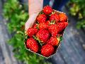 Erdbeersaison in Rheinland-Pfalz: Alles Wissenswerte zur roten Frucht