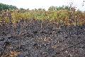 Waldbrand-Eins�tze im Westerwald erfolgreich beendet