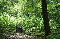 Pollenwolken im Wald: Warum B�ume in Rheinland-Pfalz besonders stark bl�hen